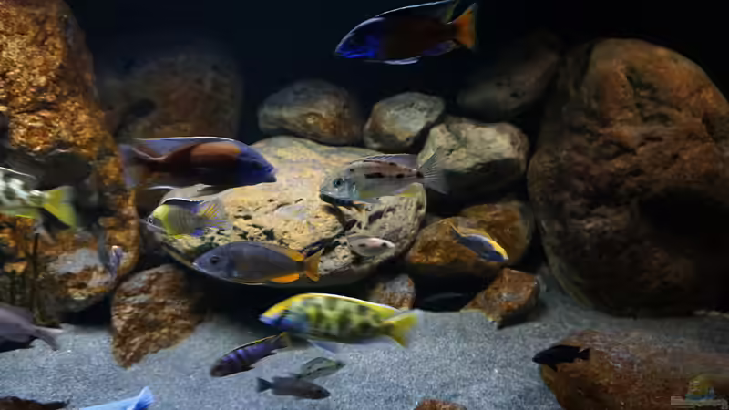 Dekoration im Aquarium Malawi 2 (aufgelöst, nur noch Beispiel ) von andreas32 (45)