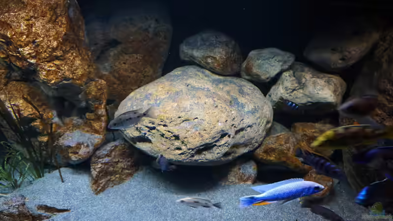 Dekoration im Aquarium Malawi 2 (aufgelöst, nur noch Beispiel ) von andreas32 (47)