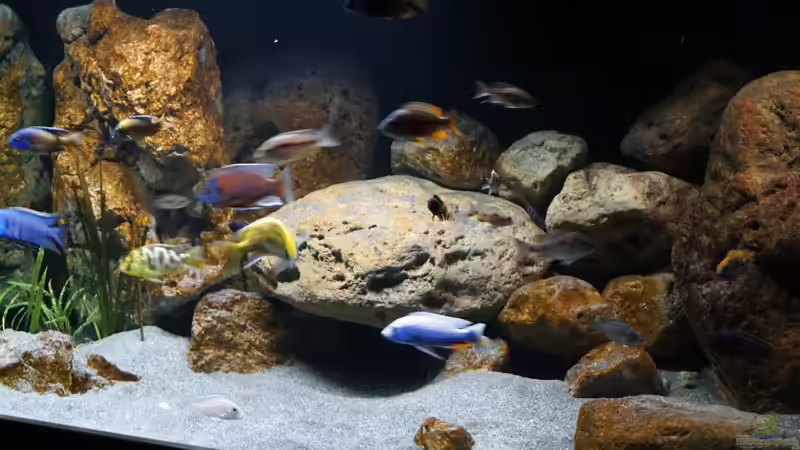 Dekoration im Aquarium Malawi 2 (aufgelöst, nur noch Beispiel ) von andreas32 (48)