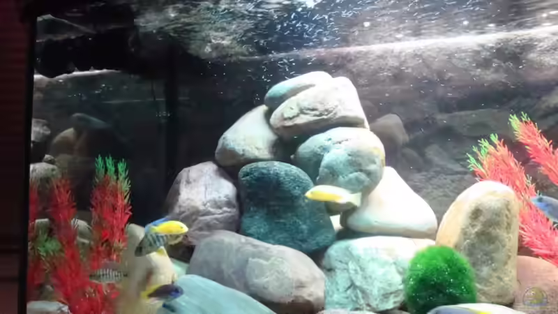 Dekoration im Aquarium Malawi 200 Liter von Holger Busse (5)