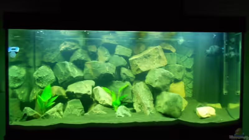 Dekoration im Aquarium Malawi 330Liter von Philipp Spindler (3)
