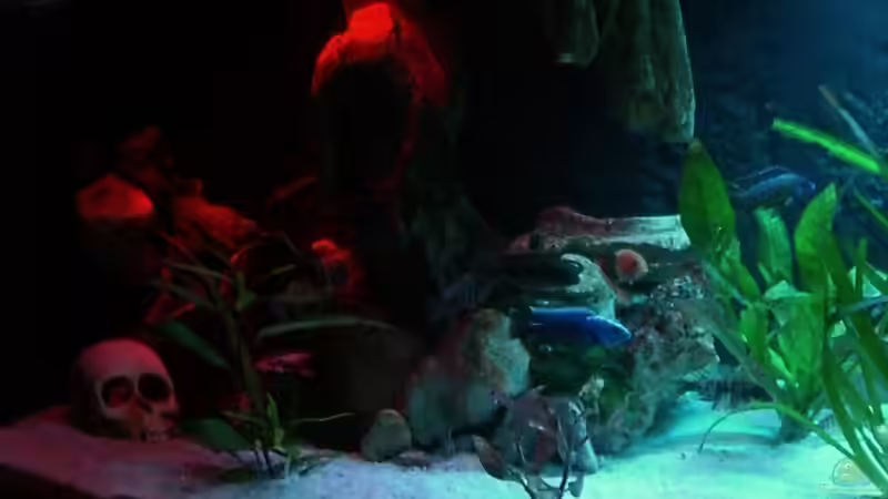 Dekoration im Aquarium Malawi 450 von Bootboy (5)