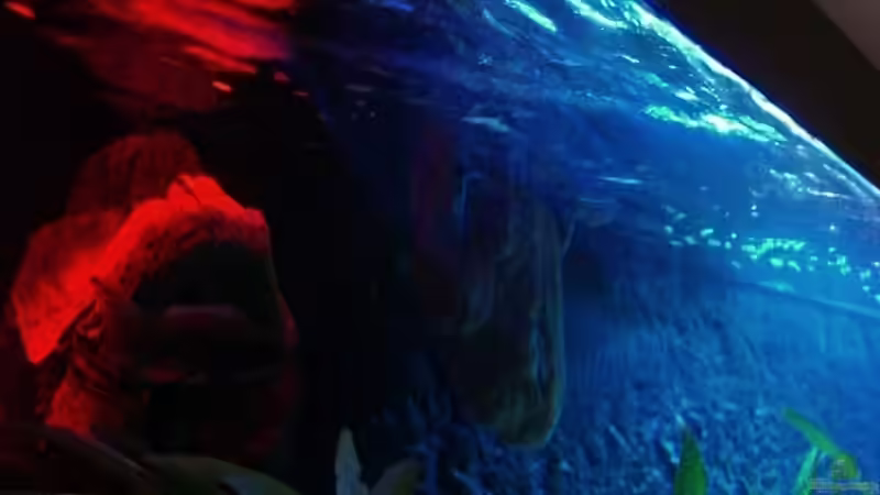 Dekoration im Aquarium Malawi 450 von Bootboy (6)