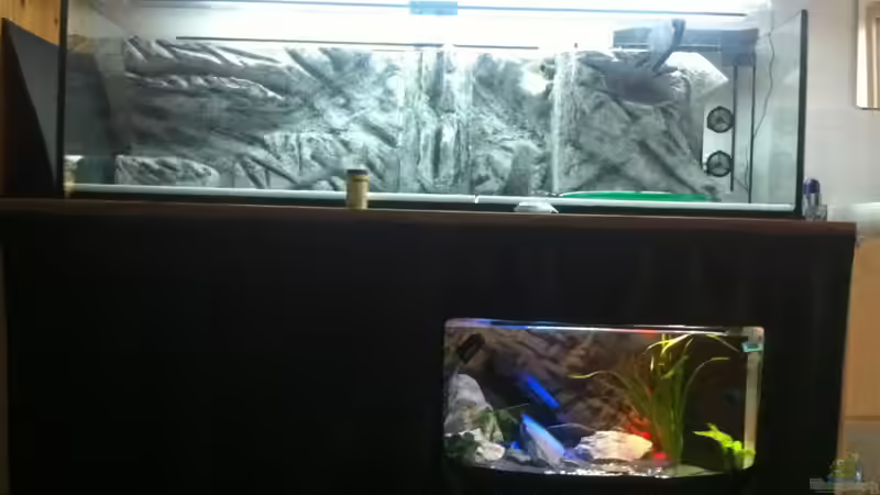 Dekoration im Aquarium Malawi 450 von Christoph Müller (16)