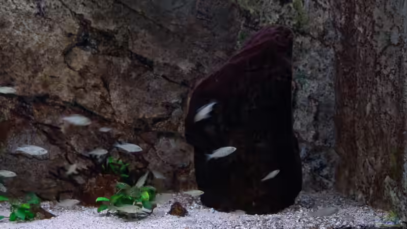 Dekoration im Aquarium Malawi Aufzuchtsbecken von Spaceace (2)