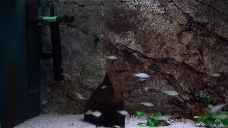 Dekoration im Aquarium Malawi Aufzuchtsbecken von Spaceace (3)