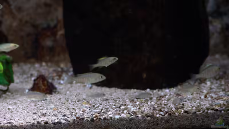 Dekoration im Aquarium Malawi Aufzuchtsbecken von Spaceace (4)