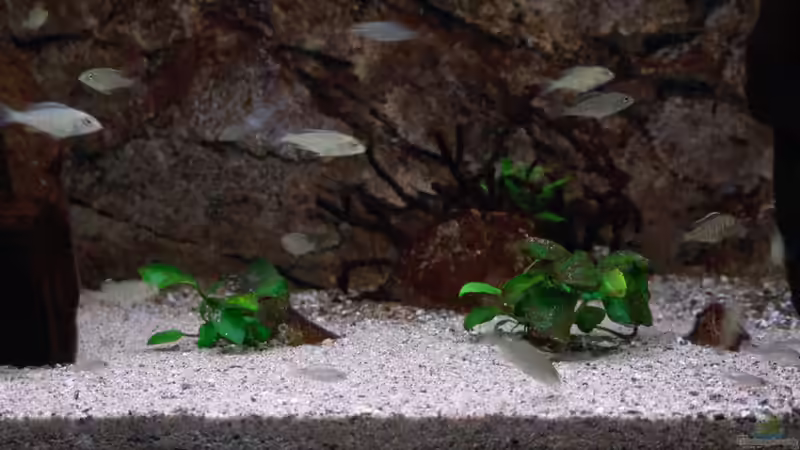 Dekoration im Aquarium Malawi Aufzuchtsbecken von Spaceace (5)