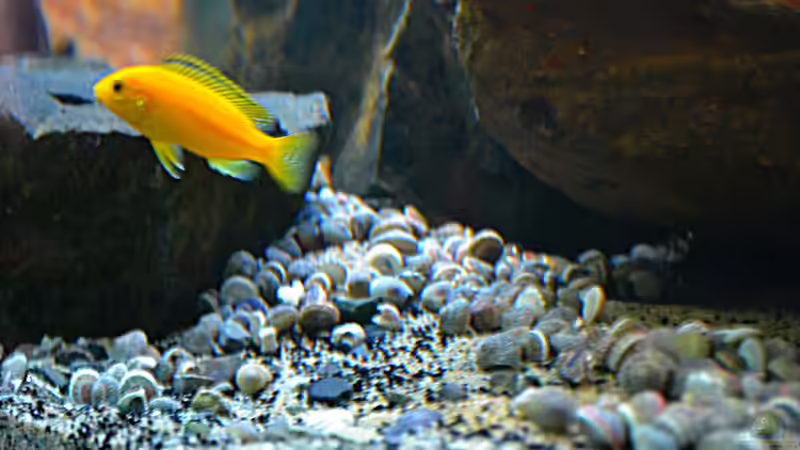 Dekoration im Aquarium Malawi Barschbecken von Midgard (6)