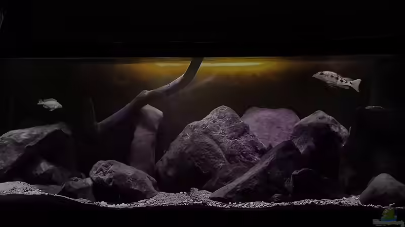 Dekoration im Aquarium Malawi Barschbecken von Midgard (9)