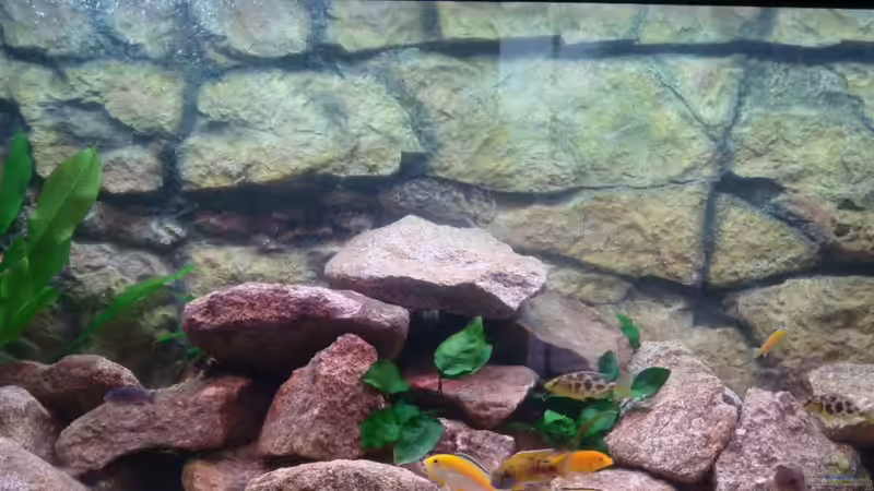 Dekoration im Aquarium Malawi Becken Juwel von Sebastian Stadler (3)