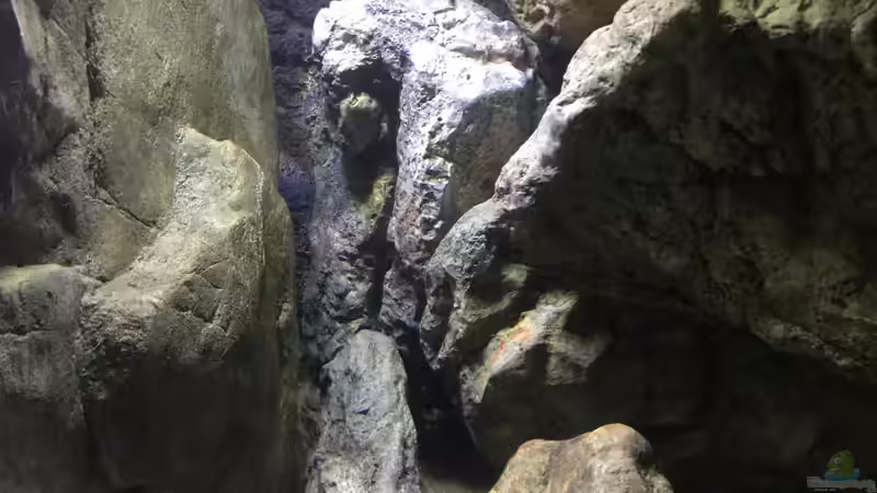 Dekoration im Aquarium Malawi Geröllzone von Lippi (12)