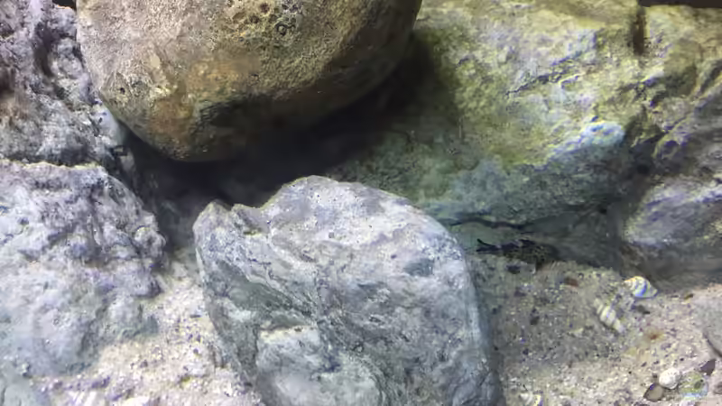 Dekoration im Aquarium Malawi Geröllzone von Lippi (13)