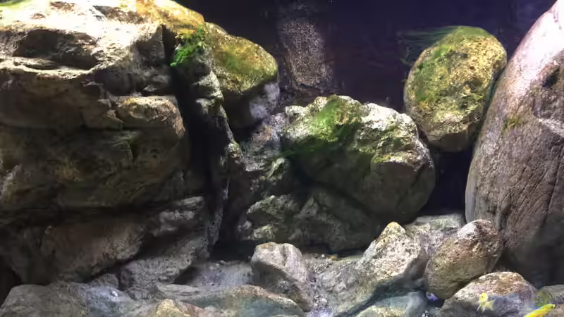 Dekoration im Aquarium Malawi Geröllzone von Lippi (14)