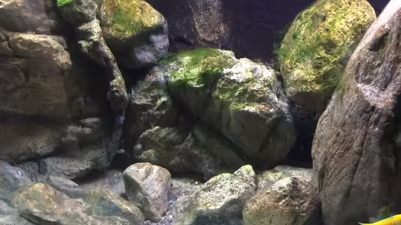 Dekoration im Aquarium Malawi Geröllzone von Lippi (15)