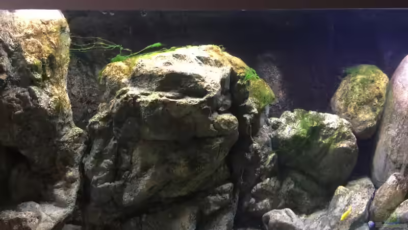 Dekoration im Aquarium Malawi Geröllzone von Lippi (16)