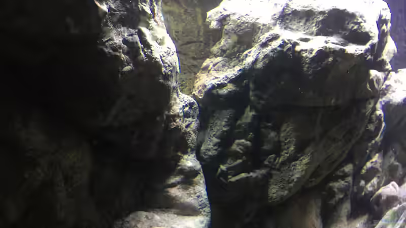 Dekoration im Aquarium Malawi Geröllzone von Lippi (18)