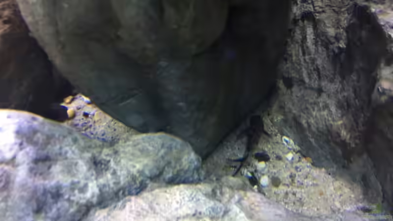 Dekoration im Aquarium Malawi Geröllzone von Lippi (20)