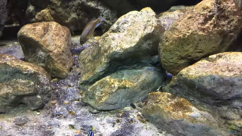 Dekoration im Aquarium Malawi Geröllzone von Lippi (21)