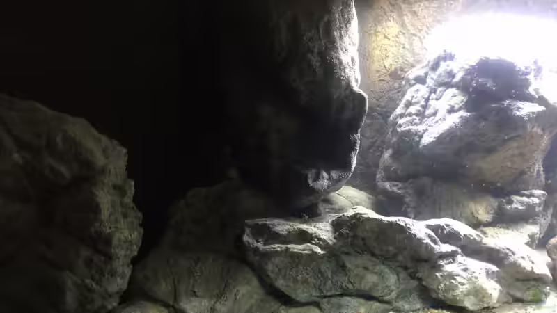 Dekoration im Aquarium Malawi Geröllzone von Lippi (22)