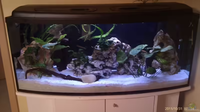 Dekoration im Aquarium Malawi Katzentraum Reloaded von Kleene69 (4)