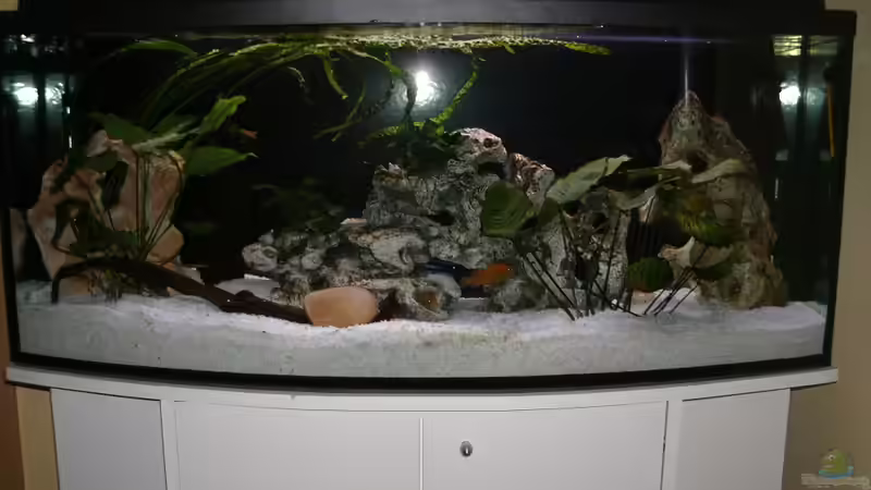 Dekoration im Aquarium Malawi Katzentraum Reloaded von Kleene69 (5)