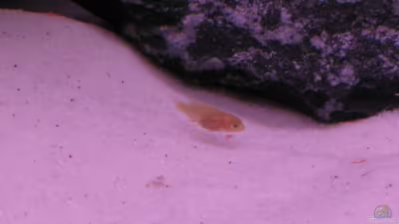 Dekoration im Aquarium Malawi Kinderstube by Malawifreak von Malawifreak (13)