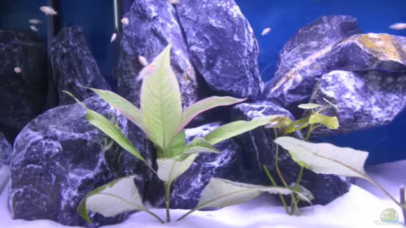 Dekoration im Aquarium Malawi Kinderstube by Malawifreak von Malawifreak (14)