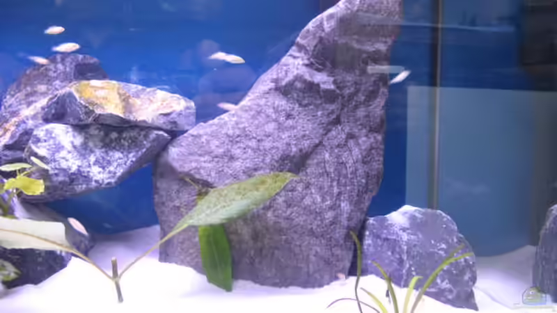 Dekoration im Aquarium Malawi Kinderstube by Malawifreak von Malawifreak (15)