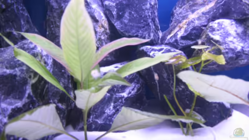 Dekoration im Aquarium Malawi Kinderstube by Malawifreak von Malawifreak (16)