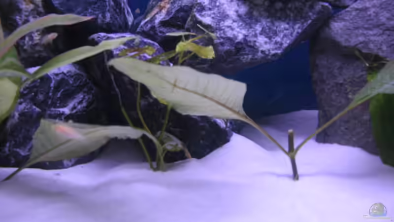 Dekoration im Aquarium Malawi Kinderstube by Malawifreak von Malawifreak (17)