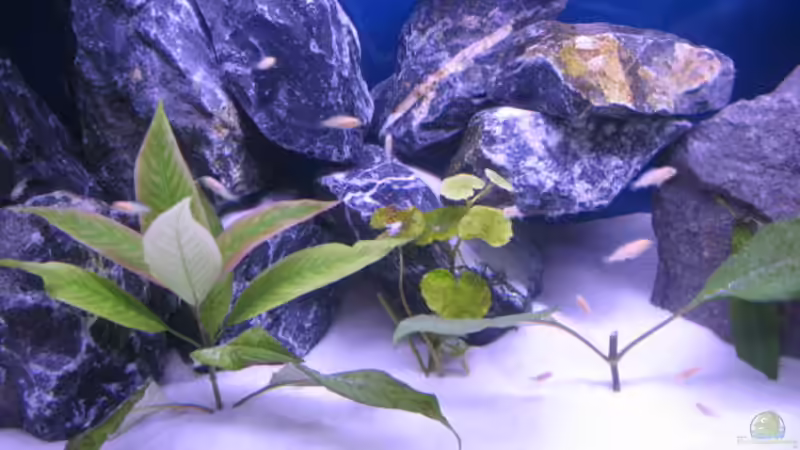 Dekoration im Aquarium Malawi Kinderstube by Malawifreak von Malawifreak (18)