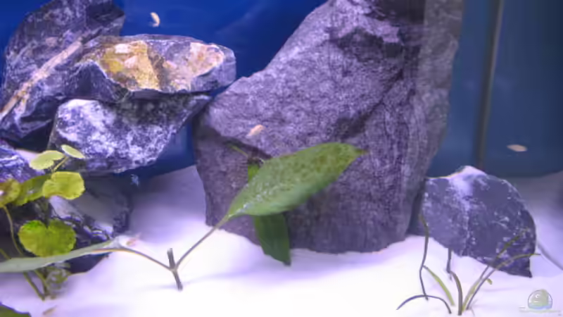 Dekoration im Aquarium Malawi Kinderstube by Malawifreak von Malawifreak (19)