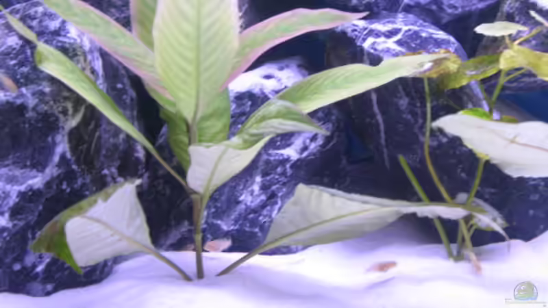 Dekoration im Aquarium Malawi Kinderstube by Malawifreak von Malawifreak (20)