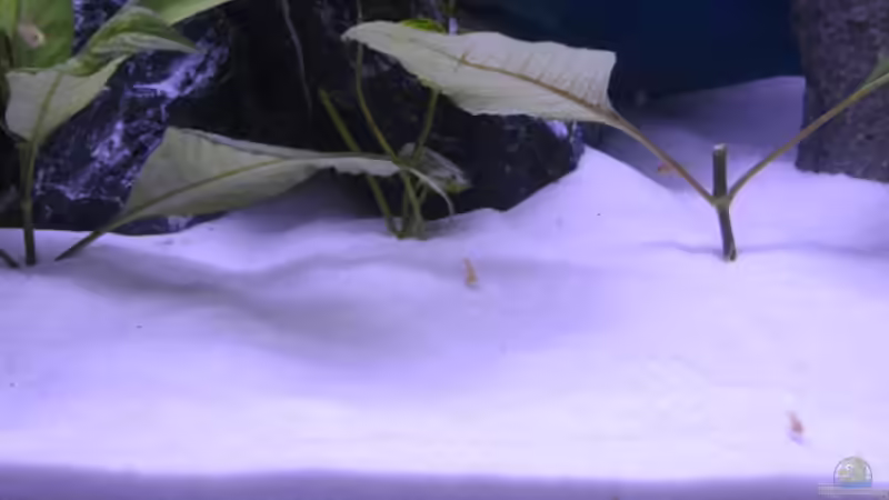 Dekoration im Aquarium Malawi Kinderstube by Malawifreak von Malawifreak (22)