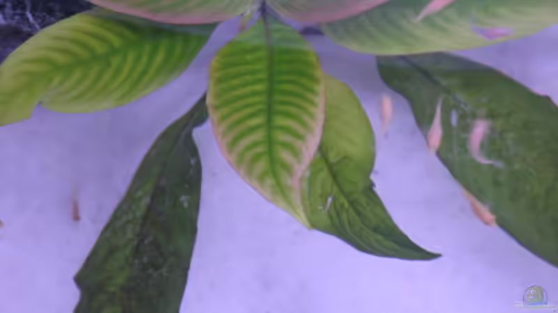 Dekoration im Aquarium Malawi Kinderstube by Malawifreak von Malawifreak (23)