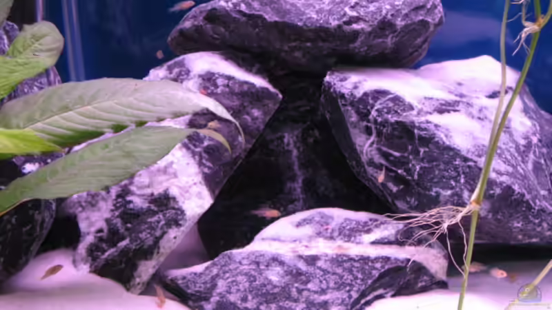 Dekoration im Aquarium Malawi Kinderstube by Malawifreak von Malawifreak (9)