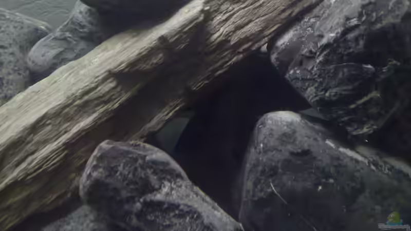 Dekoration im Aquarium Malawi-Marmor von BRANDNEW (7)