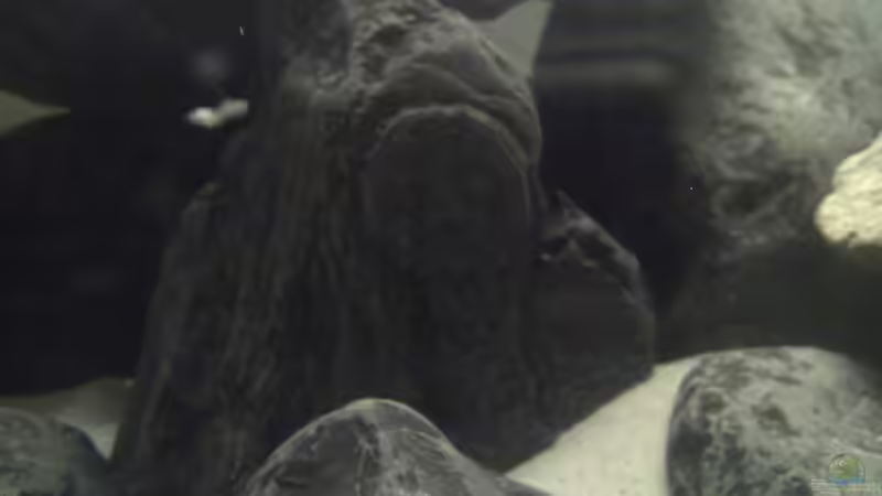 Dekoration im Aquarium Malawi-Marmor von BRANDNEW (9)