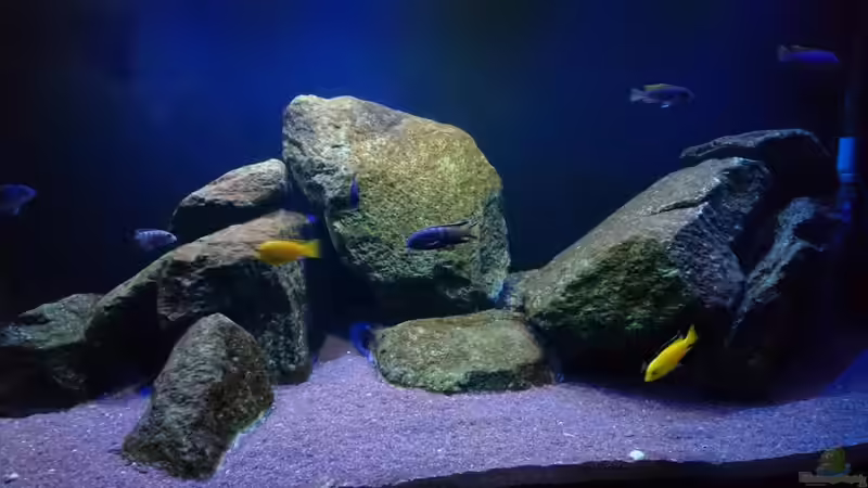 Dekoration im Aquarium Malawi Mbuna (Existiert nicht mehr) von Limited (2)