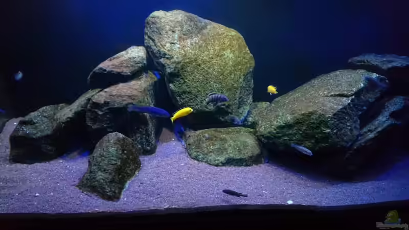 Dekoration im Aquarium Malawi Mbuna (Existiert nicht mehr) von Limited (3)