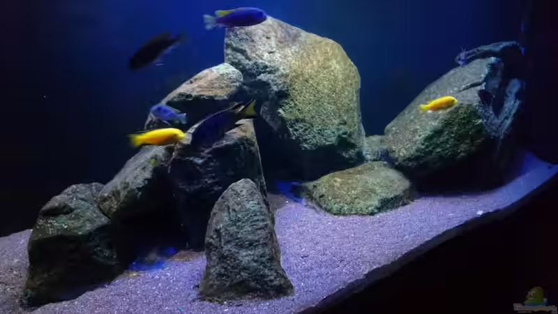 Dekoration im Aquarium Malawi Mbuna (Existiert nicht mehr) von Limited (4)
