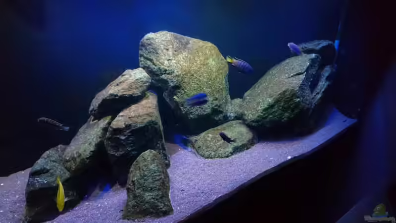 Dekoration im Aquarium Malawi Mbuna (Existiert nicht mehr) von Limited (5)