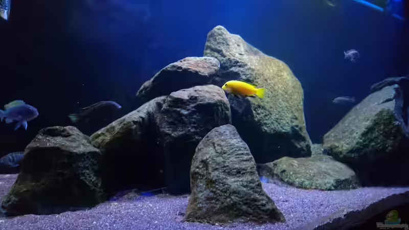 Dekoration im Aquarium Malawi Mbuna (Existiert nicht mehr) von Limited (6)