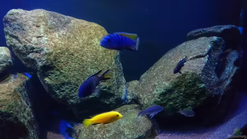 Dekoration im Aquarium Malawi Mbuna (Existiert nicht mehr) von Limited (7)