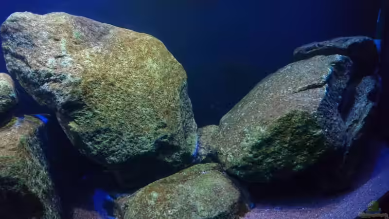 Dekoration im Aquarium Malawi Mbuna (Existiert nicht mehr) von Limited (8)