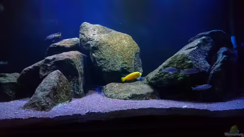 Dekoration im Aquarium Malawi Mbuna (Existiert nicht mehr) von Limited (9)
