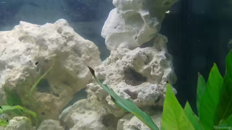 Dekoration im Aquarium Malawi-Nature von MiCa (4)