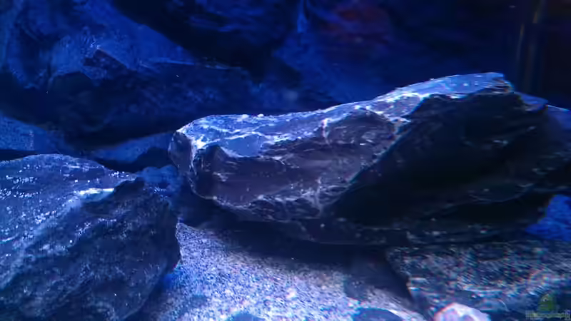 Dekoration im Aquarium Malawi Nonmbunas von Ella Tinkerbella (10)