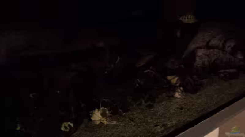 Dekoration im Aquarium Malawi Nonmbunas von Ella Tinkerbella (11)